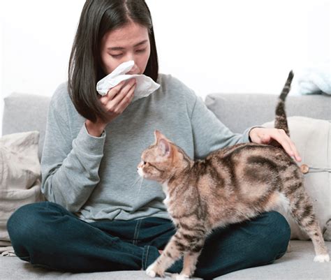 dating someone allergic to cats